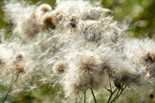 Wilted thistles in a field with lots of flying seeds
