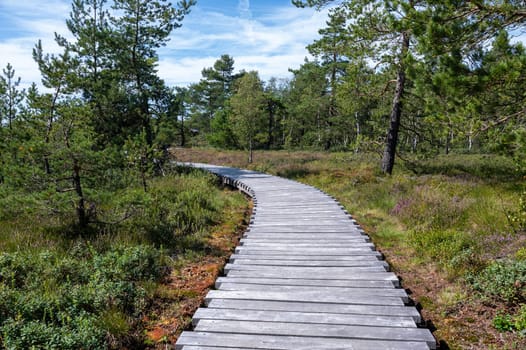 Black moor in the Rhoen, Bavaria, Germany, in summer  with Heather and  a new moor path