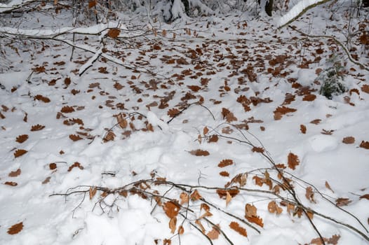 Many brown autumn leaves lie on white snow