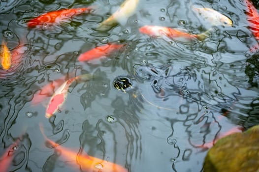 Koi carp fish in the water of a pond