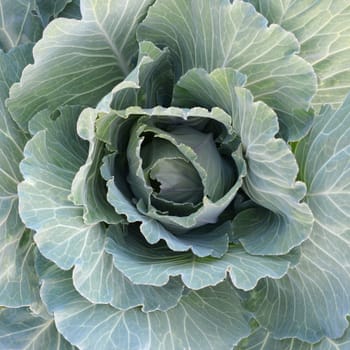 Fresh cabbage from farm field in the garden. View of green plants vegetarian food top view. Green cabbage maturing head growing in vegetable farm