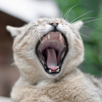 Brown tabby domestic cat yawning with a blurred green yard in the background