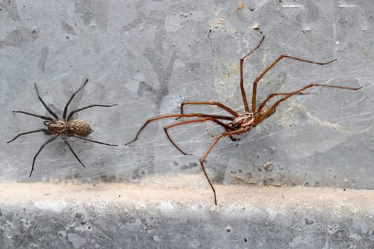 A dark female and a large male angle spider (Eratigena) in a basement