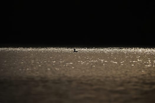 A miniature silhouette of a magnificent grebe bird in the glittering waters of a Swedish lake. Wildlife from Scandinavia. Rough nature in the north