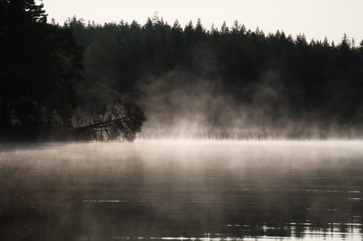 Fog damage over a lake in Sweden in black and white. Dead tree protruding into the water at dawn. Scandinavian nature