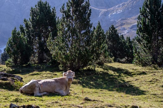 A cow is laying down in a grassy field. The cow is brown and white. The field is surrounded by trees