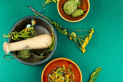 Herbal medicine. Healing herbs. Set of medicinal herbs
