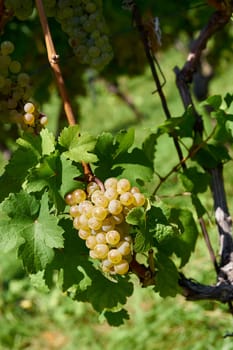 Grapes of the Silvaner grape variety in a vineyard above the city of Wuerzburg in Germany