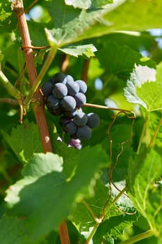 Grapes of the Domina grape variety in a vineyard above the city of Wuerzburg in Germany