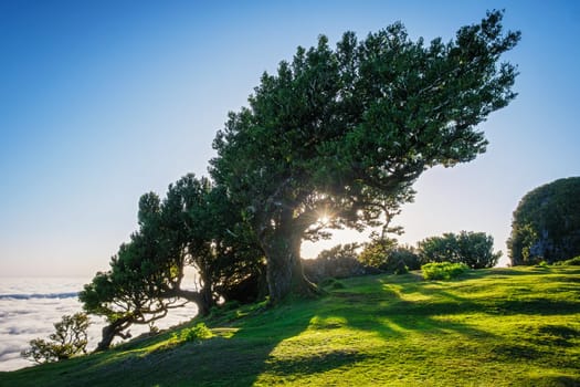 Centuries-old til trees in fantastic magical idyllic Fanal Laurisilva forest on sunrise. Madeira island, Portugal