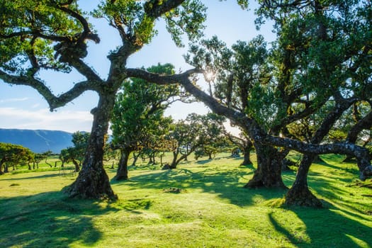 Centuries-old til trees in fantastic magical idyllic Fanal Laurisilva forest on sunset. Madeira island, Portugal