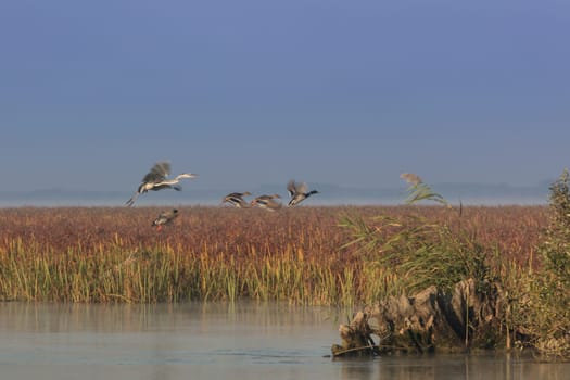 birds in flight in the Danube Delta, Romania, Europe