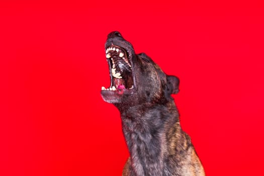 Dutch shepherd dog sitting isolated on dark yellow red background