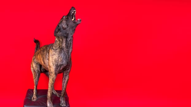 Dutch shepherd dog sitting isolated on dark yellow red background