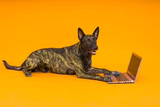 A bossy looking dog Dutch shepherd at computer. Concept of a strict manager, office related humor