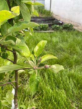Close-up view of a young apple tree branch showcases fresh green leaves and developing fruit in a serene garden setting. This image highlights the early stages of growth and the beauty of nature's cycle.
