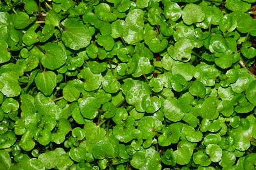 water cress in a closeup
