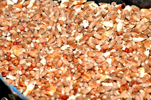 Bird food, grain in a closeup