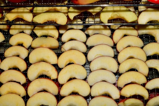 apple rings cut for a dehydrator