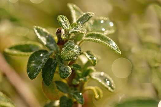 sage, medicinal plant with leaves and dew drops