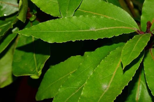 Laurel, fresh green leaf in a closeup with black background