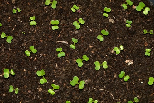 seedlings of Chinese Bok choy