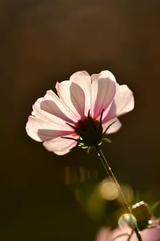 Mexiacan aster flower on a black background in backlit