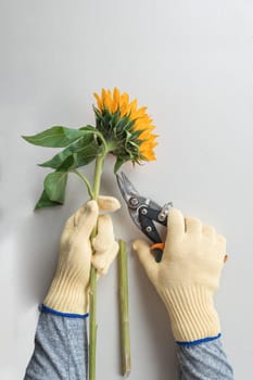 Gardening gloves and pruning shears for pruning sunflowers.