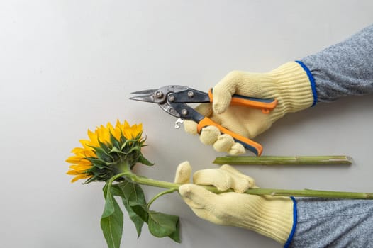 Gardening gloves and pruning shears for pruning sunflowers.