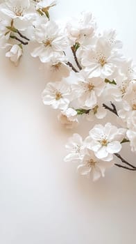 A delicate branch of white blossoms against a soft, white background with ample copy space.