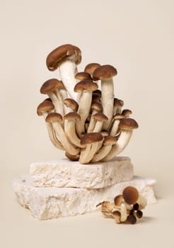 Cluster of fresh raw brown poplar mushrooms or velvet pioppini mushrooms (Cyclocybe aegerita) on stone on beige close up. Cultivated edible mushrooms, healthy vegan food