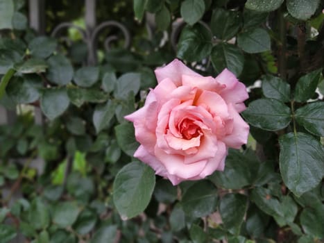 A soft pink rose showcases its beautiful petals, gently unfurling in a vibrant garden filled with lush foliage under bright sunlight