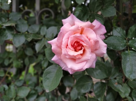 A soft pink rose showcases its beautiful petals, gently unfurling in a vibrant garden filled with lush foliage under bright sunlight