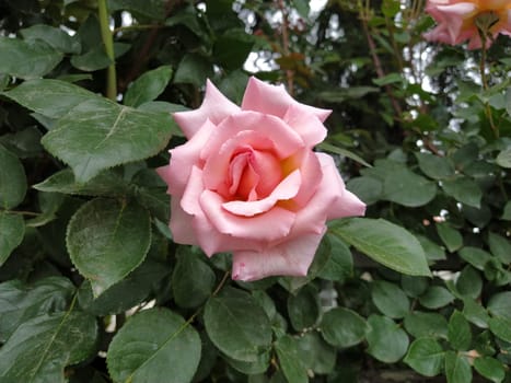 A soft pink rose showcases its beautiful petals, gently unfurling in a vibrant garden filled with lush foliage under bright sunlight
