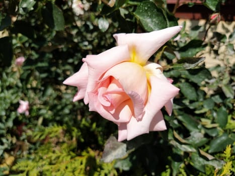 A soft pink rose showcases its beautiful petals, gently unfurling in a vibrant garden filled with lush foliage under bright sunlight