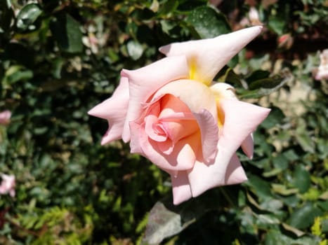 A soft pink rose showcases its beautiful petals, gently unfurling in a vibrant garden filled with lush foliage under bright sunlight