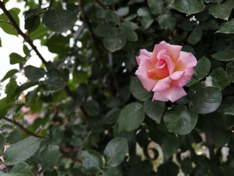 A soft pink rose showcases its beautiful petals, gently unfurling in a vibrant garden filled with lush foliage under bright sunlight