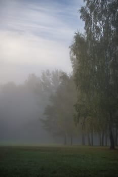 Serene misty morning landscape featuring lush trees surrounded by dense fog. Captures a tranquil and mysterious natural scene under a soft, cloudy sky.