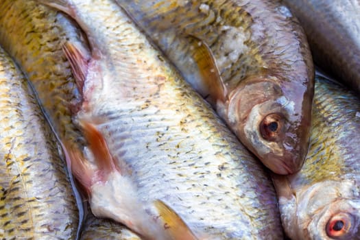 pile of gutted and scaled uncooked freshwater roach fish with heads, closeup full-frame background