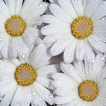 A macro view of white daisy flowers with yellow centers, their petals covered in glistening water droplets, creating a fresh and pure image.