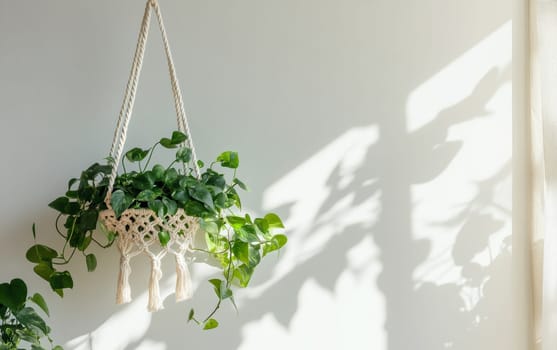 Elegant macrame plant hanger with a thriving pothos plant, casting intricate shadows on a white wall, embodying modern bohemian interior decor.