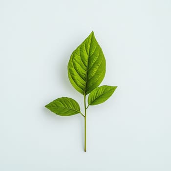 Close-up of vibrant green leaves with visible veins on a pristine white background, showcasing natural beauty and botanical detail.