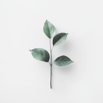 A delicate branch with four green leaves arranged artistically against a pure white background, embodying simplicity, nature, and minimalist design.