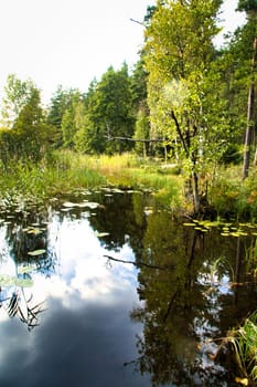 Lake in Sweden. Water lilies and reeds in the water. Trees on the shore. Scandinavian nature