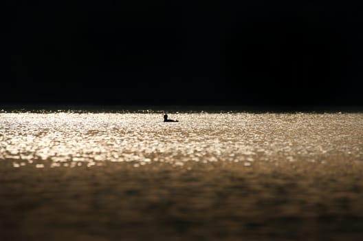 A miniature silhouette of a magnificent grebe bird in the glittering waters of a Swedish lake. Wildlife from Scandinavia. Rough nature in the north