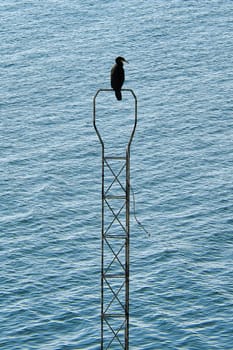 A black cormorant bird on a metal, narrow structure above a calm water surface. The background is characterized by wavy, blue water.