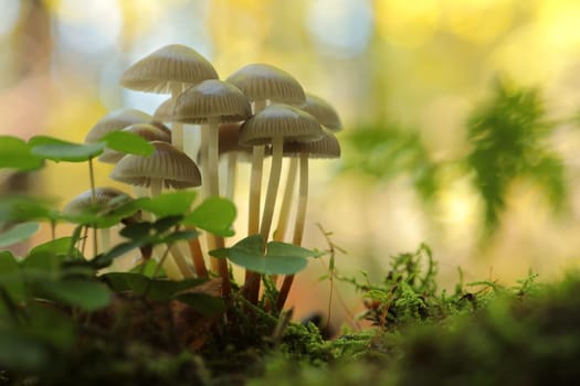 Mushrooms growing on a tree trunk in the forest
