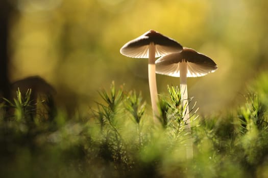 Mushrooms growing on a tree trunk in the forest