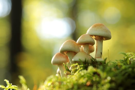 Mushrooms growing on a tree trunk in the forest