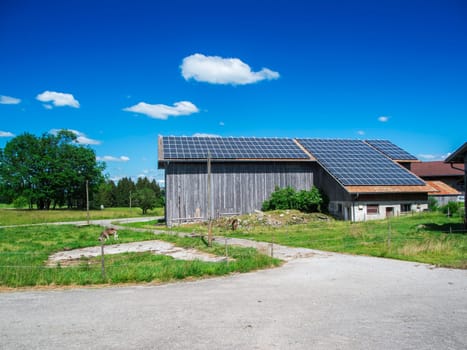 New photovoltaic solar system on the roof of an old barn with two brown cattle grazing in front of it in summer in Bavaria under a blue sky with isolated white clouds.